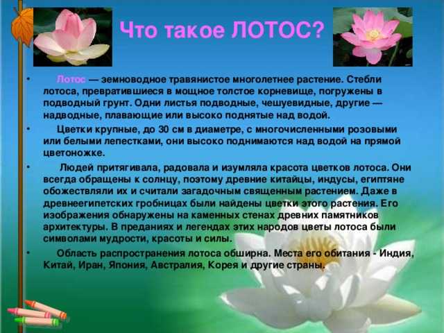 Лотос – цветок нефертити