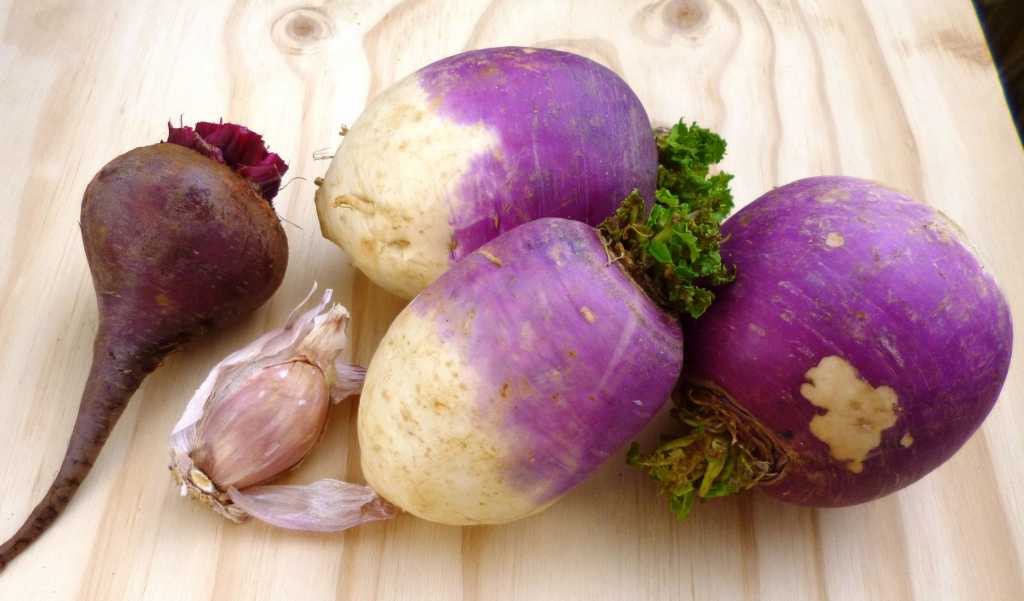 Турнепс: что это такое, как его вырастить и вкусно приготовить
