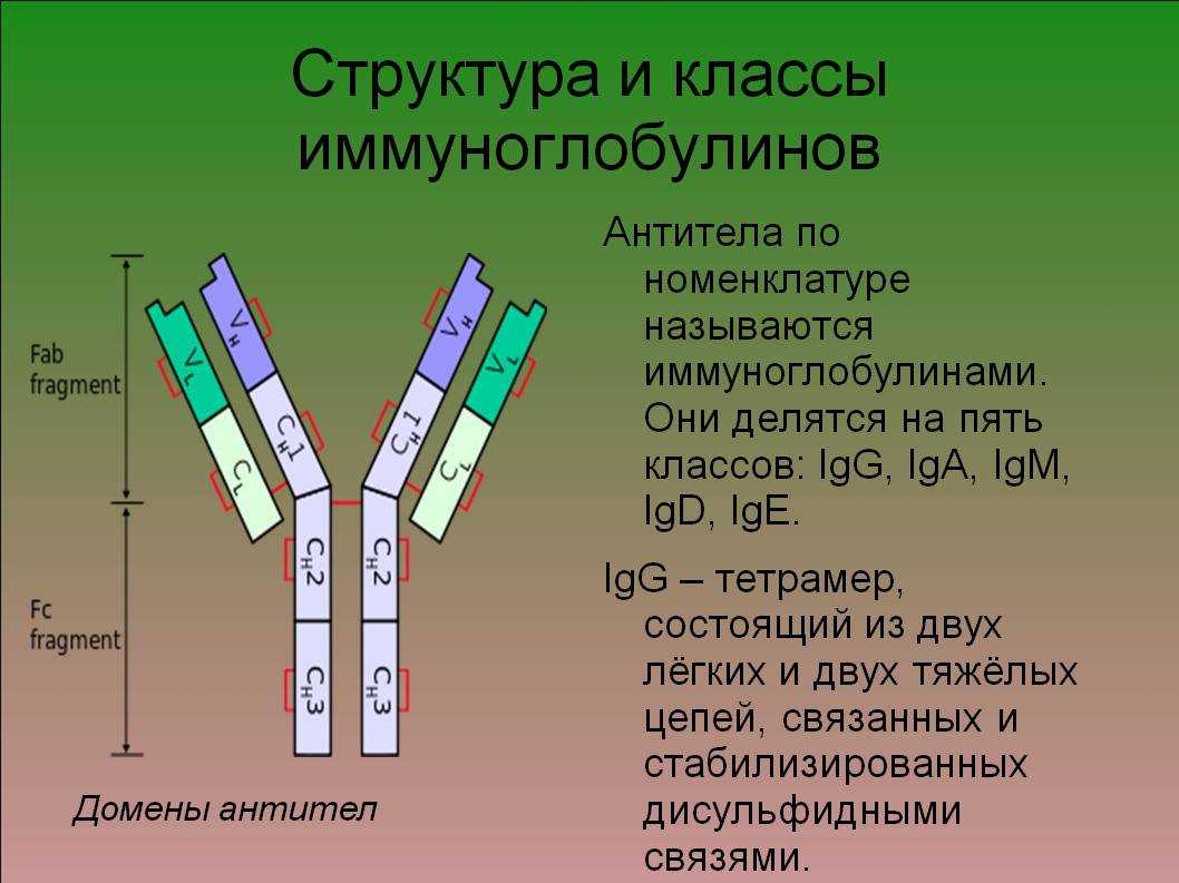 Иммуноглобулинов класса igg. Класс 1 антител иммуноглобулина. Функции иммуноглобулин IGG. Антитела функции иммуноглобулинов. Строение антител иммуноглобулинов.