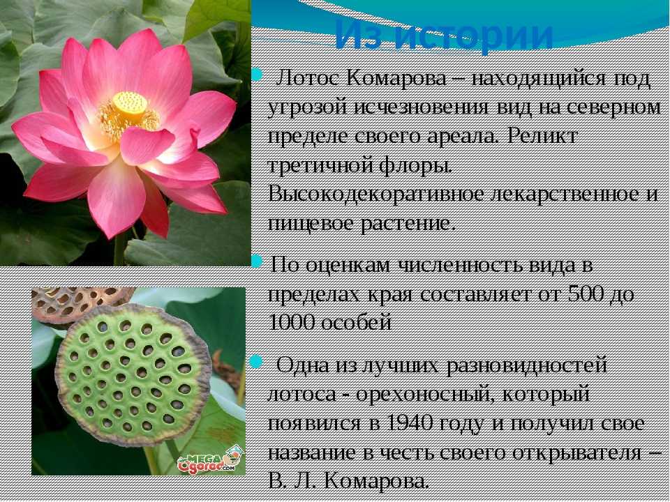 Лотос – цветок нефертити - сад 6 соток