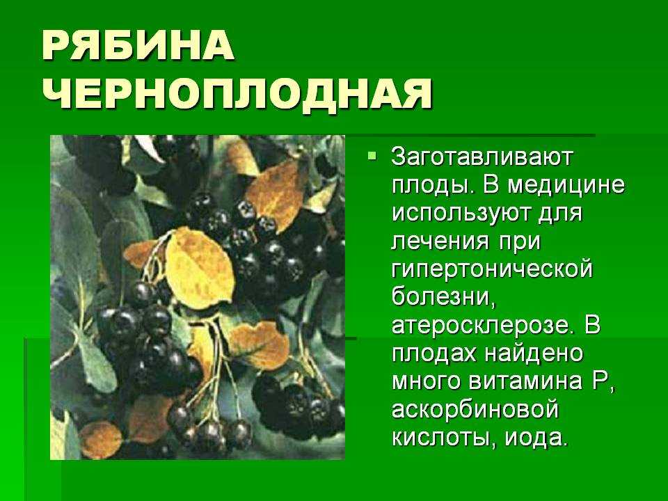 Черноплодная рябина лечебные свойства и противопоказания