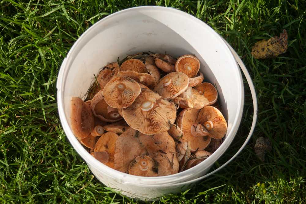Можно есть грибы при похудении. Грибы кушать. Диета на грибах. Грибы которые едят сырыми. Белые грибы которые кушают.