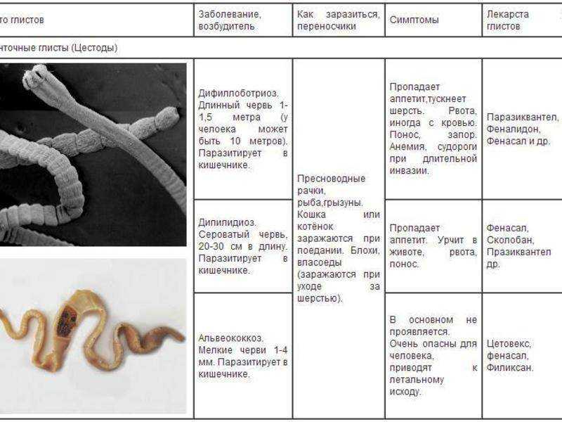 Виды паразитов в организме человека: классификация, описание, препараты для лечения | признаки, лечение и диагностика вгкб № 2