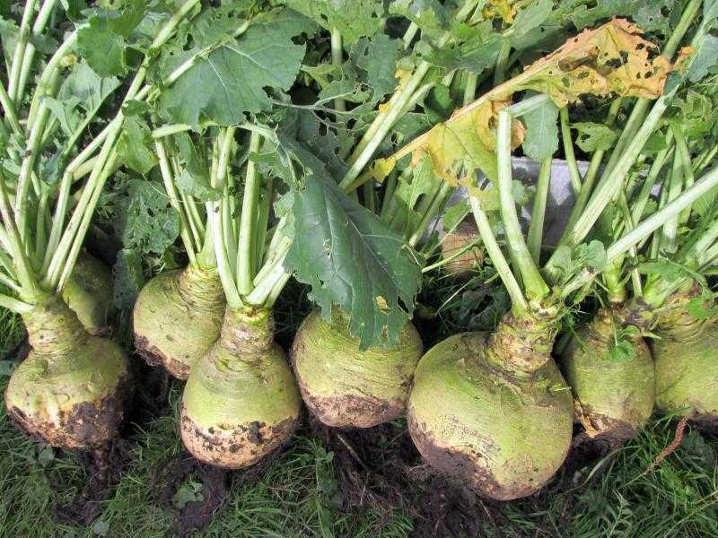 Турнепс – что это такое, полезные свойства и противопоказания, как вкусно приготовить и вырастить корнеплод