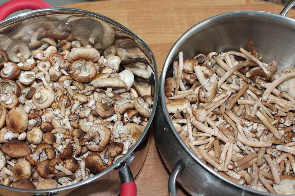 Замачивание сушеных грибов. Грибы после варки стали красными. Что делать с грибами после сбора. Как чистят опята для варки.