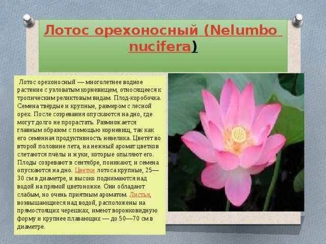 Лотос: фото цветка, описание растения, уход, виды