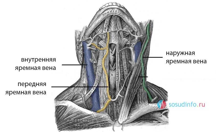 Яремная вена обеспечивает отток крови от головного мозга, располагается справа на шее, слабо прикрыта подкожной мышцей и является удобным местом для проведения катетеризации