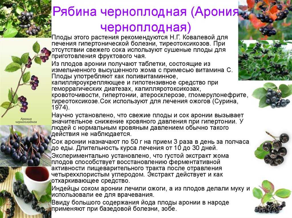 Черноплодная рябина: лечебные свойства и противопоказания
