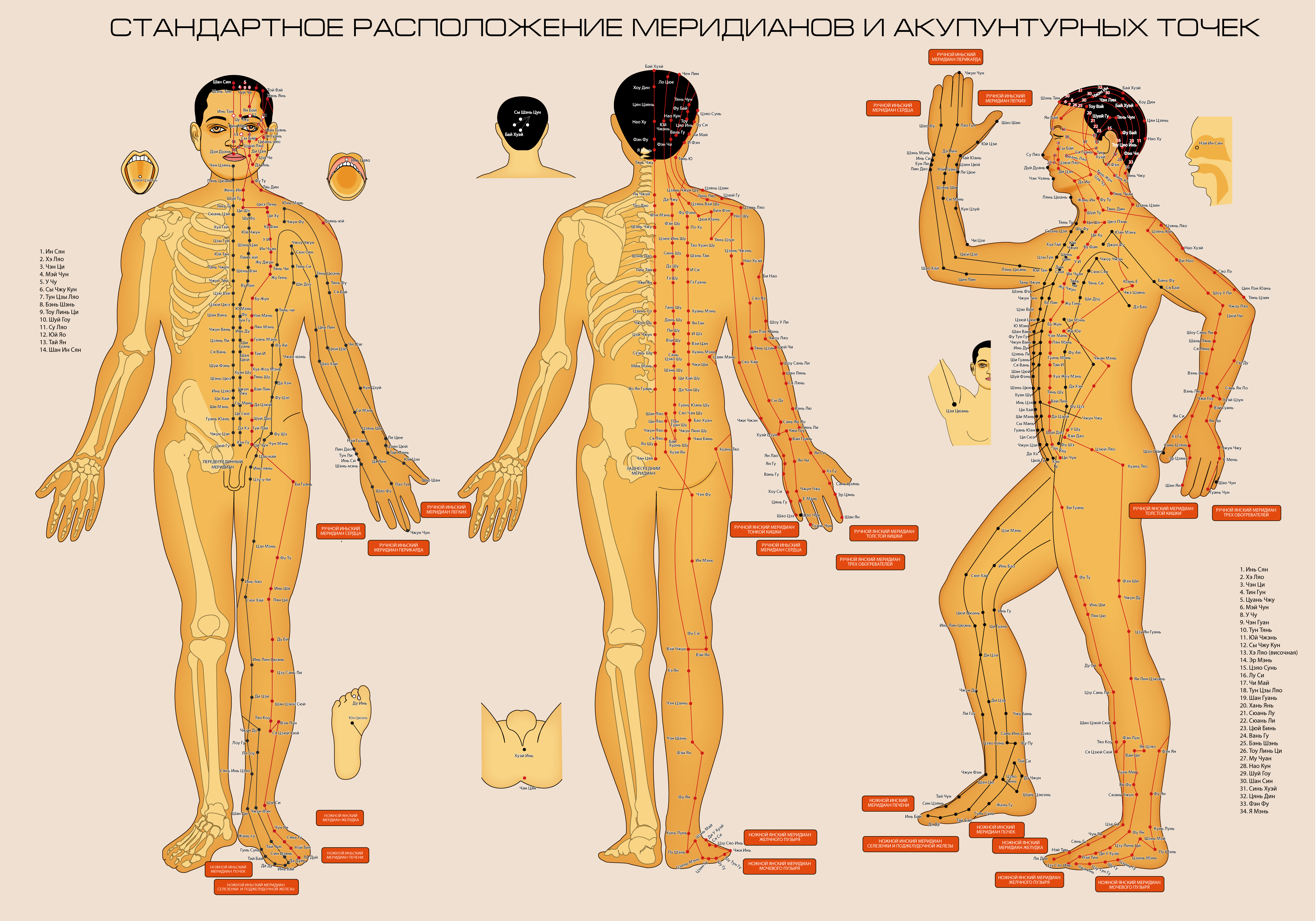 Названия точек человека. Акупунктурные точки на теле человека китайская медицина. Меридианы человека схема и точки акупунктуры. Акупунктурные точки на теле человека атлас. Схема 12 меридианов акупунктуры.