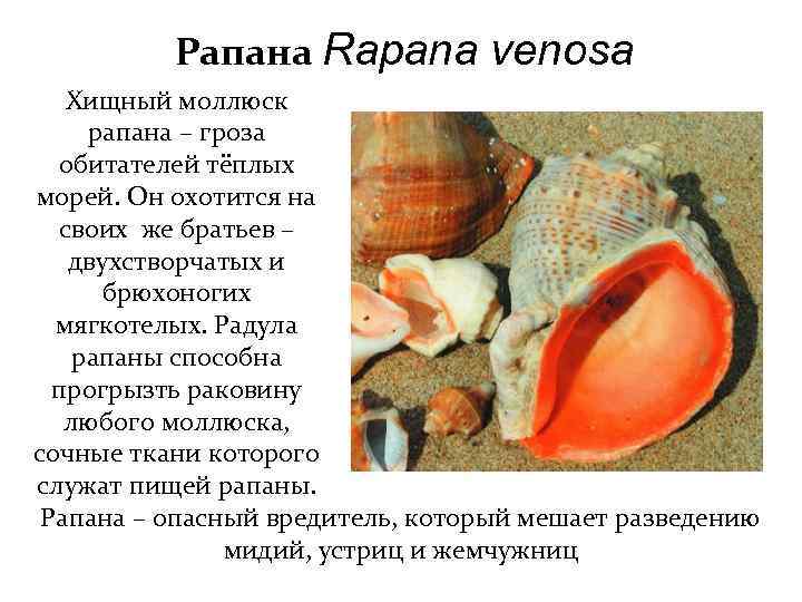 Морским моллюскам относятся. Рапан Черноморский строение. Рапана Томаса. Брюхоногий моллюск рапана. Рапана моллюск внешнее строение раковины.