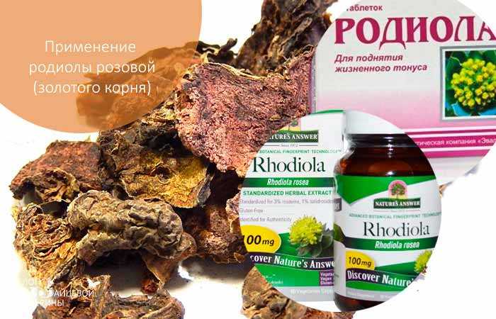 Родиола розовая (золотой корень)–лечебные свойства, противопоказания и использование в народной медицине. полная инструкция по применению
