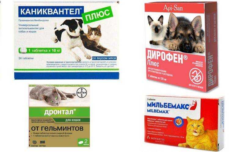Глистогонить кошку через. Дегельминтизация кошек препараты. Глистогонное для собак и кошек. Препарат для глистогонки котят. Глистогонные препараты для кошек таблетки.