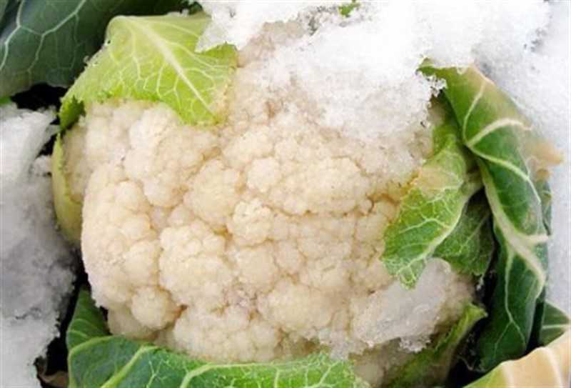 Капуста после заморозков. Frozen Cauliflower. Цветная капуста заморозка. Подмороженная капуста. Цветная капуста свежемороженая.