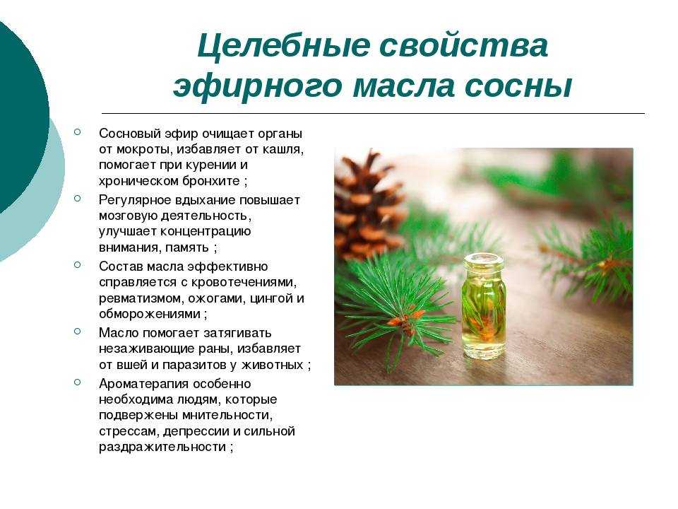 Влияние на хвойные. Лекарственное использование сосны. Эфирные масла хвойных деревьев. Полезные свойства хвои. Эфирное масло сосны обыкновенной.