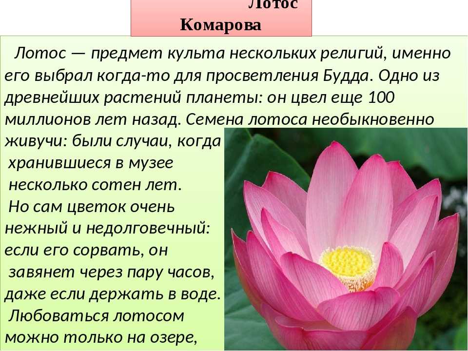 Лотос орехоносный - описание растения с фото, использование в лечебных целях и косметологии