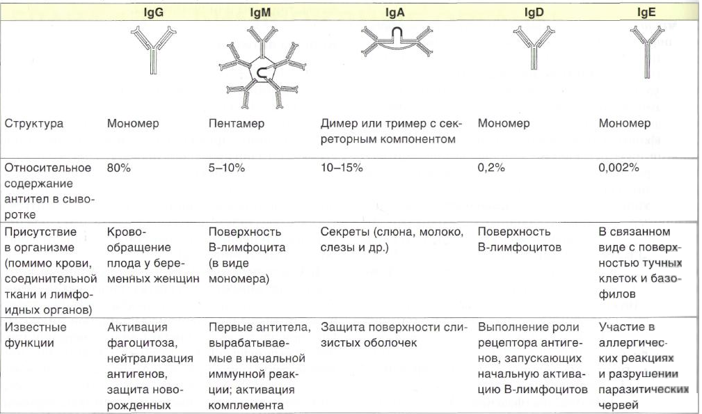 Роль иммуноглобулинов. Антитела структура мономера классы иммуноглобулинов. Иммуноглобулины структура классы функции. Строение антитела классы иммуноглобулинов. Основные типы антител и их основные функции.