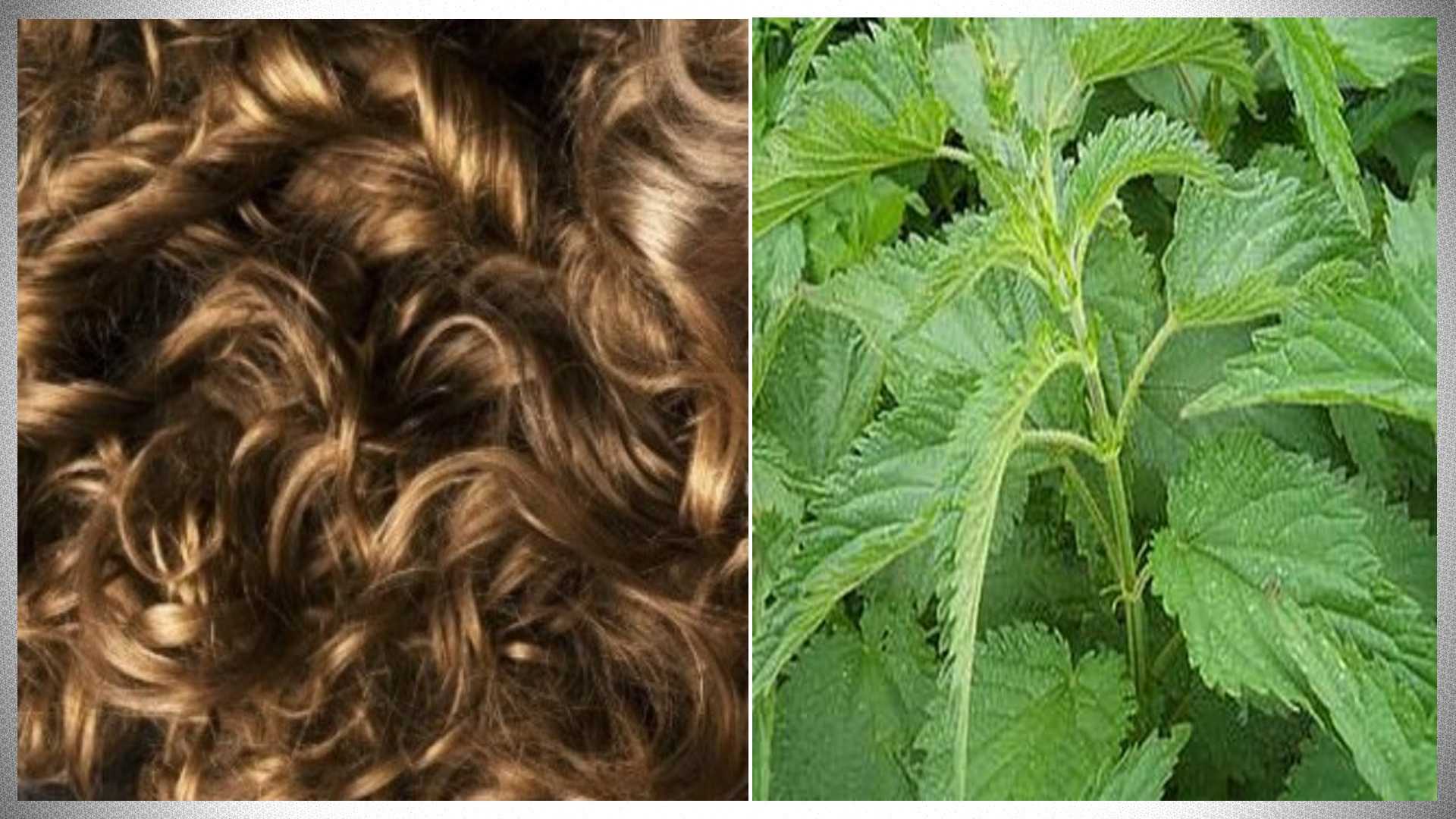 Какими травами ополаскивать волосы для роста и густоты волос