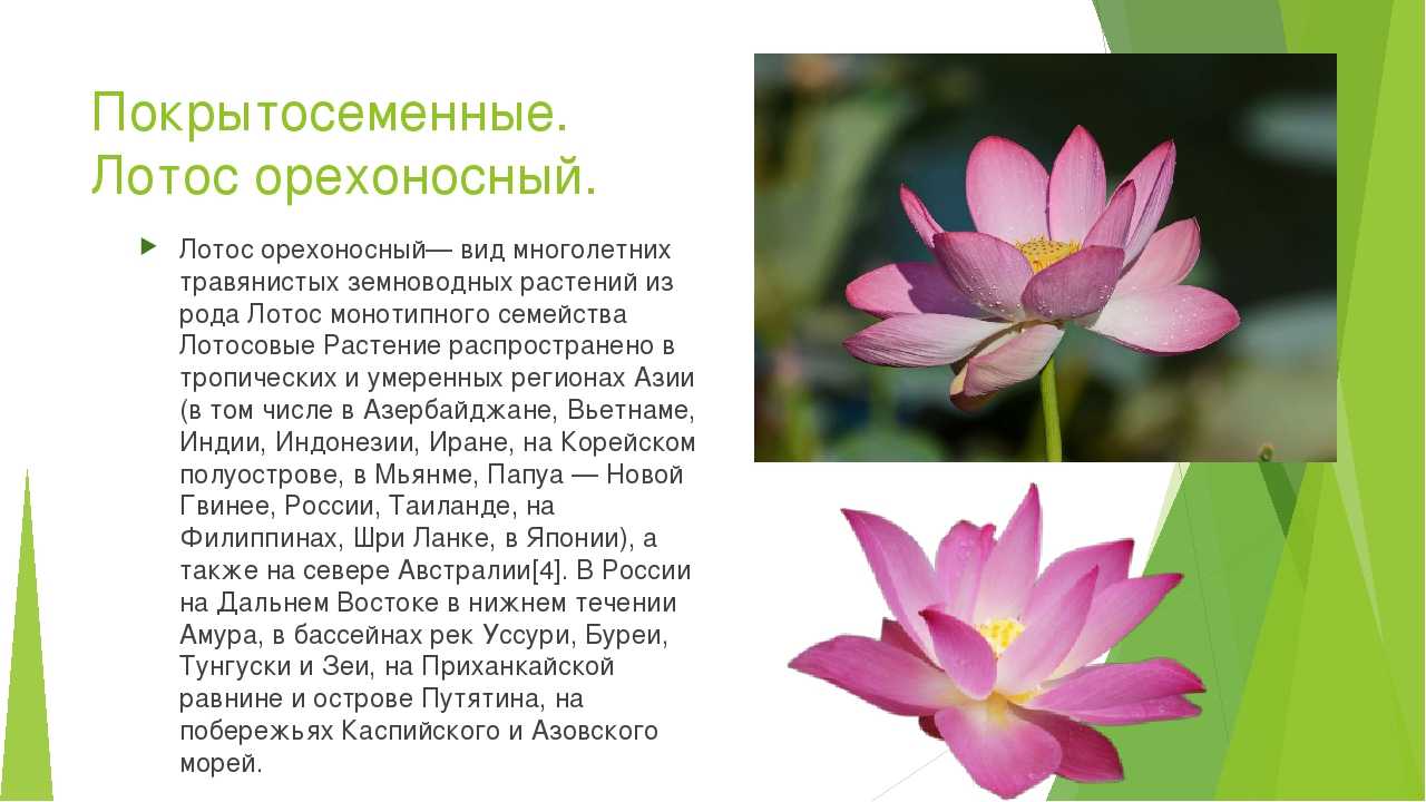 Самые редкие растения россии - хвастунишка - 19 декабря - 43205636129 - медиаплатформа миртесен