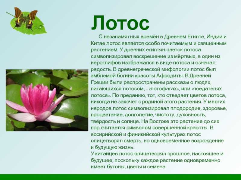 Растение орехоносный лотос - полезные свойства плодов и листьев, выращивание и уход в домашних условиях