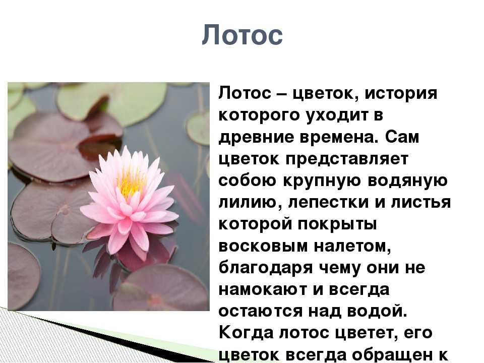 ✅ растения красной книги лотос орехоносный - питомник46.рф