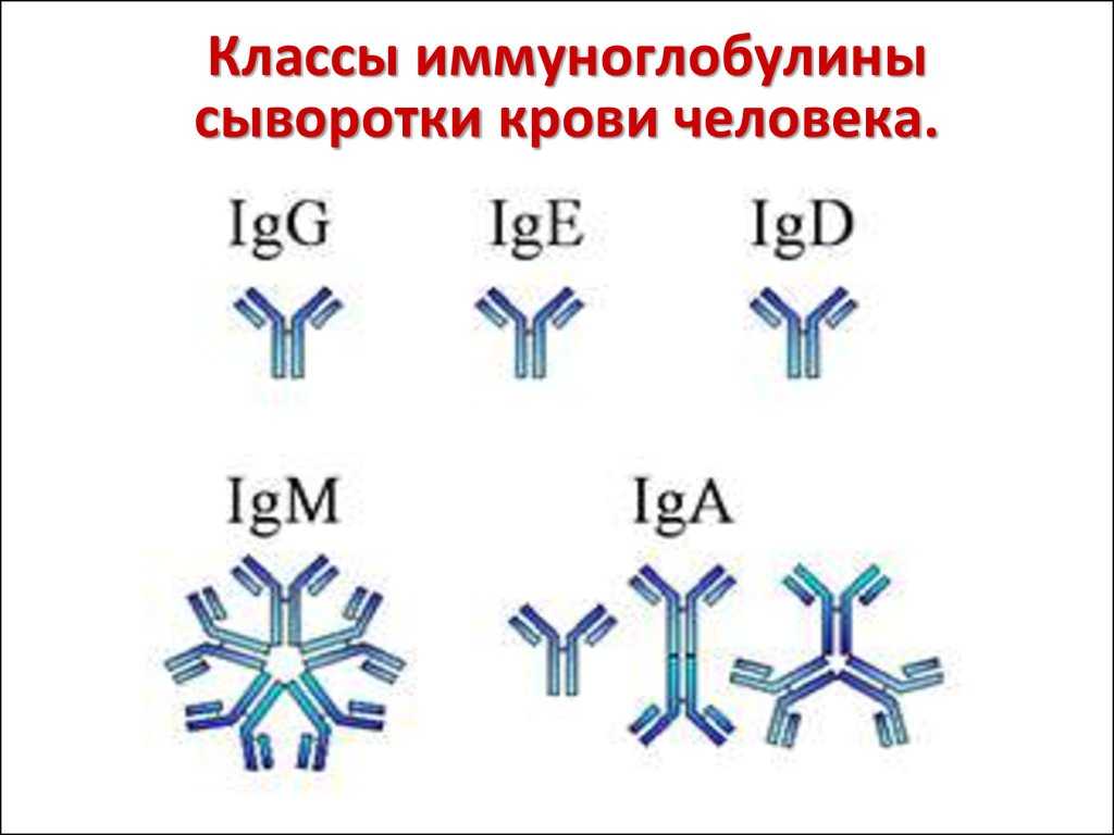 Иммуноглобулины g положительно. Антитела иммуноглобулины структура классы. Строение классов иммуноглобулинов. Антитела иммуноглобулины структура. IGM строение иммуноглобулина.