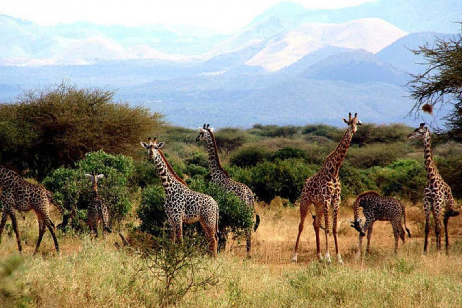 Национальные парки и заповедники африки. Национальный парк цаво в Африке. Резерваты национальный парк Африки. Национальный парк в Найроби заповедник. Заповедник Седеберга.