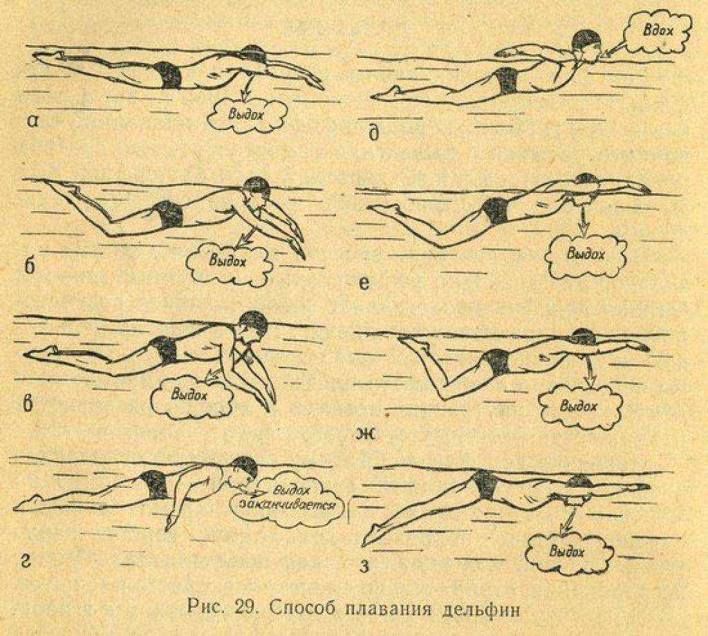 Как научиться плавать баттерфляем – техника плавания дельфином