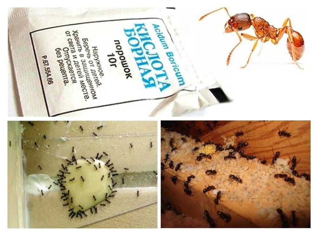 Избавиться от муравьев с помощью борной